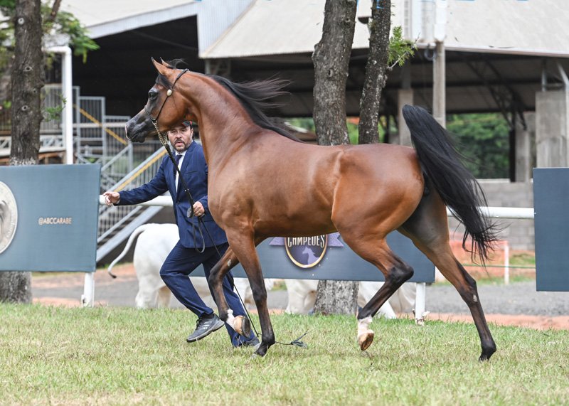 HIMPEHRYA TERJOI JM - HCE TERJOI x ALYSSA CRYSTAL RLC x VULCANO HVP