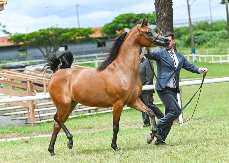 GVICTORY VAALENTE JM - VAALENTE x CHERRIE YPARADISE JM x YPARADISE JM