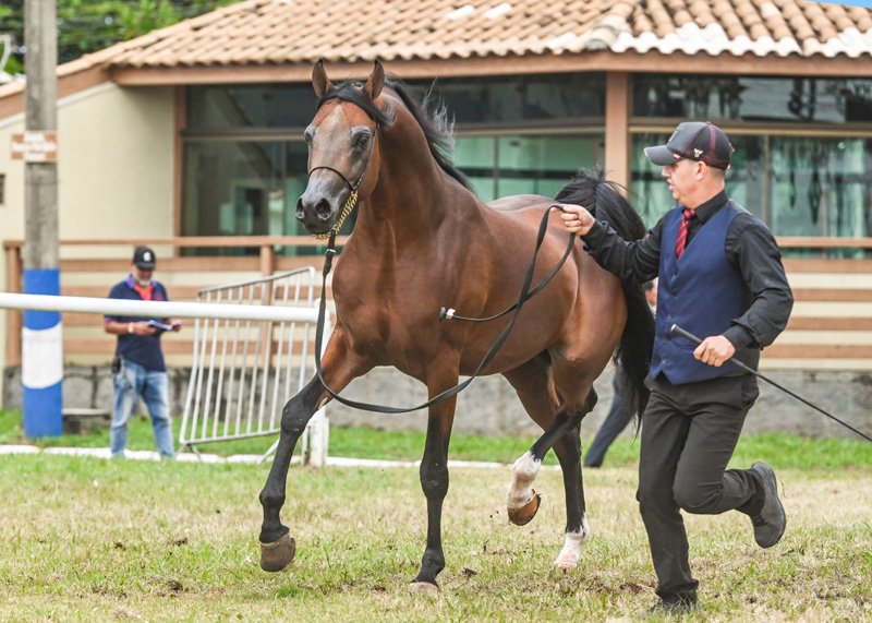 HUNTER DI TERJOI JM - HCE TERJOI x RAMONAH HVP X RFI MAKTUB