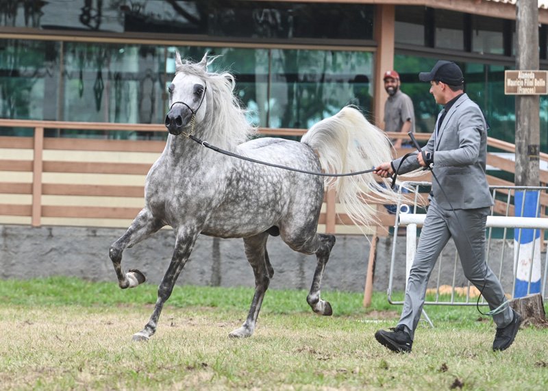 GALLACK FIREHEART JM - FIRE HEART HVP x MARJORIE HVP x *FA EL SHAWAN