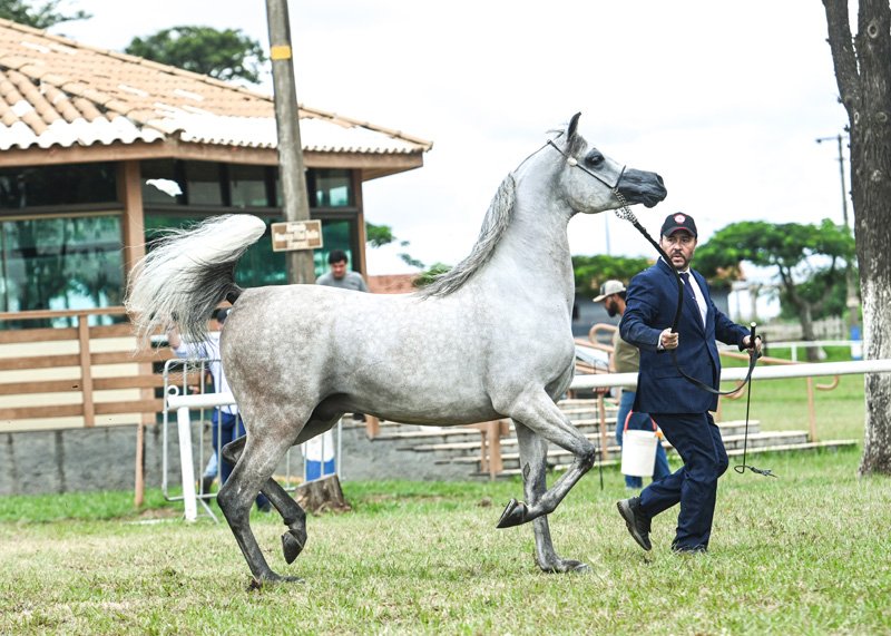 RFI SHARAM - RFI UNIQUE x RFI SAWARI x EXCALIBUR EA