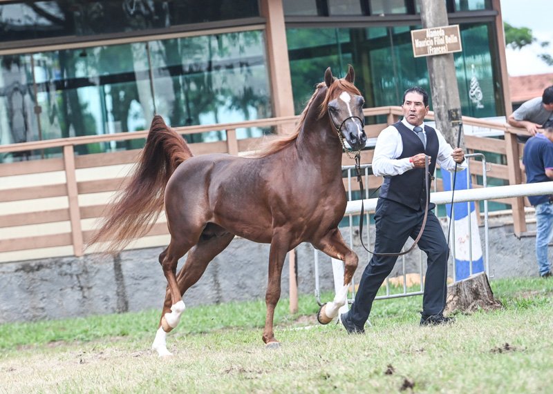 RAGNARY GV - RAGNAR RACH x AF HANOLINA x DELMAR