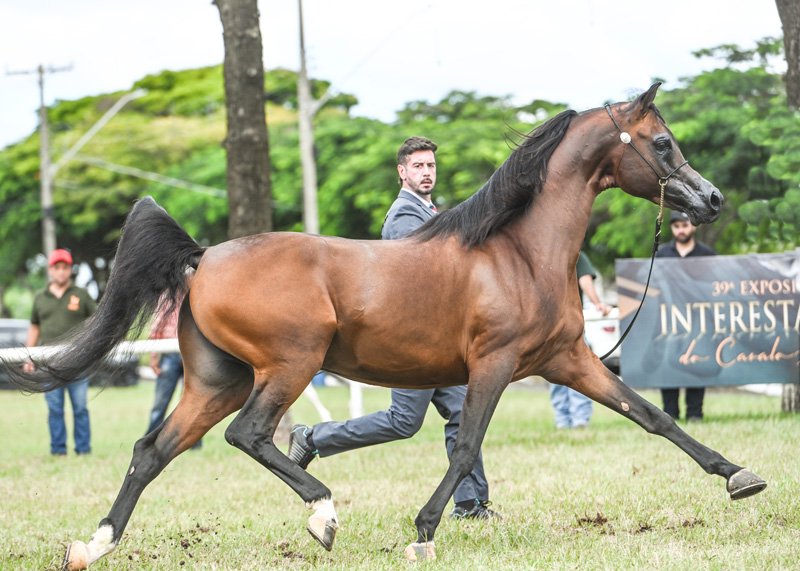 CASH DEL TINO JM - EL TINO x STIG JUSTHINE x WH JUSTICE