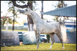 39ª EXPOSIÇÃO INTERESTADUAL DO CAVALO ÁRABE