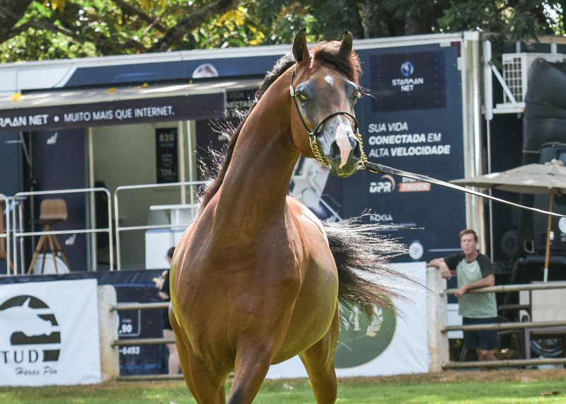 RFI MARQUIS - QUASIM CRH x *MYSTICA DESIRE x MARWAN AL SHAQAB