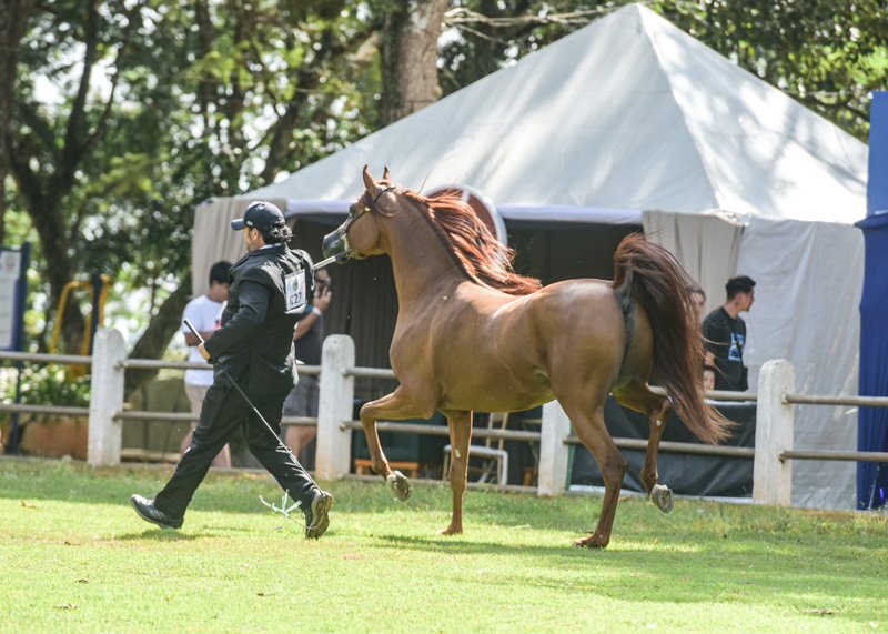 GRAN TICIANO - HCE TERJOI x HK SWEET MUSIQUE x HDF LUGANO