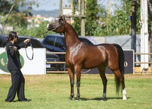 COPA BRASIL CAVALO ÁRABE 2026 – 2ª ETAPA