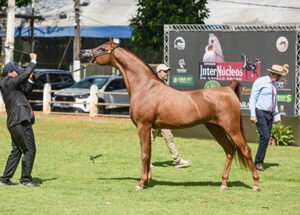27ª EXPOSIÇÃO INTERNÚCLEOS DO CAVALO ÁRABE 2026