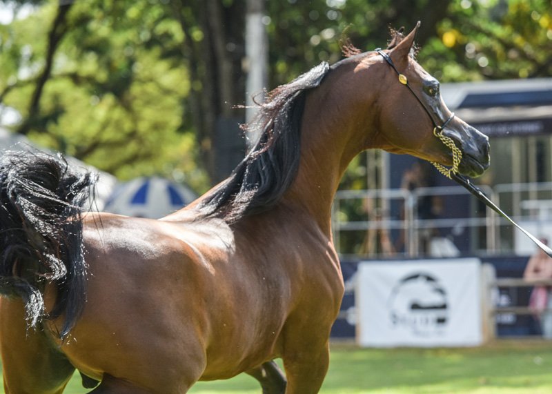 THE PRINCE PIN - BANDIT SRA x SPRING PIN x *MASHOOR AL MOHAMADIA