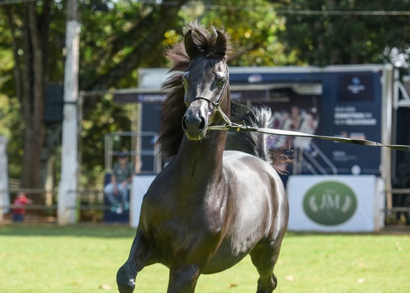 BETTINO SERENITY - EL TINO x RFI BETTINA ALMAKTUB x RFI MAKTUB