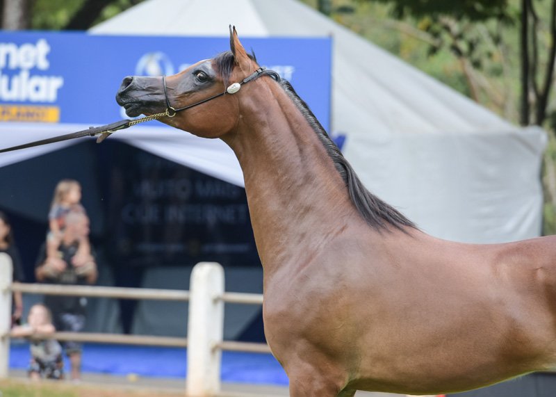 SWEET SEDUCTION - HK GRAN VALEHOSO x PURE SEDUCTION VCM x HK KEAV POWER