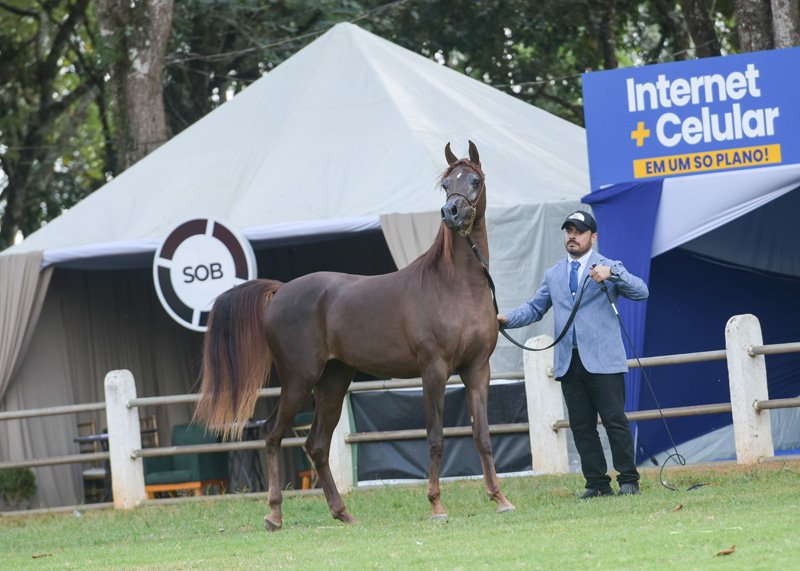 MAYLA PIN - THEE APPRENTICE x ANTONELLA BOUND x HDF LUGANO