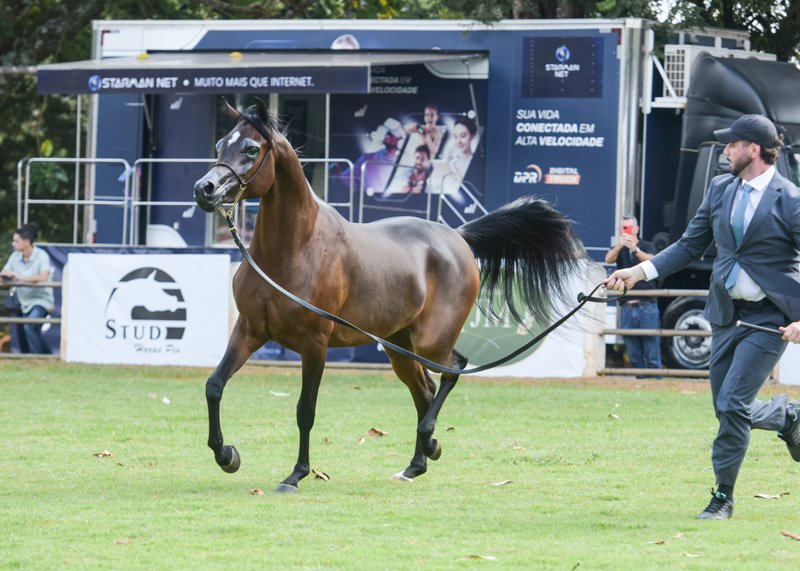 BABILONIA HVP - ROYAL ASAD x RD FABREANNA x FALCON BHF