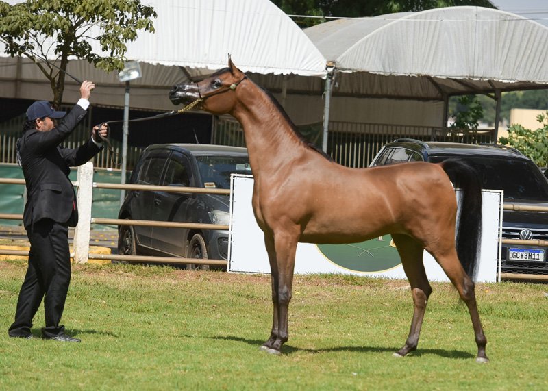 JUCIENNE D'BANDIT JM - BANDIT SRA x JUENNE APPRENTICE x *THEE APPRENTICE