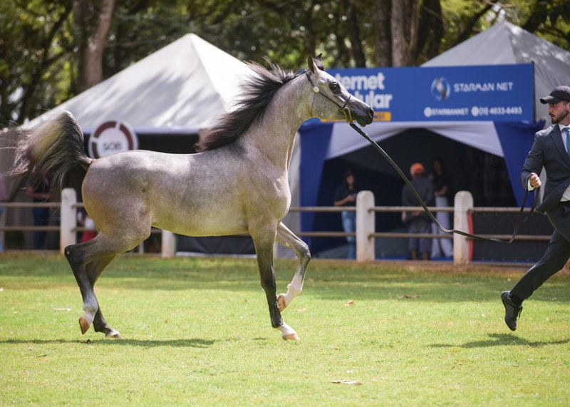 JUSTHUS DI CASH JM - CASH DEL TINO JM x MARS BLOOMING HEC x MARS SIMBAD HEC