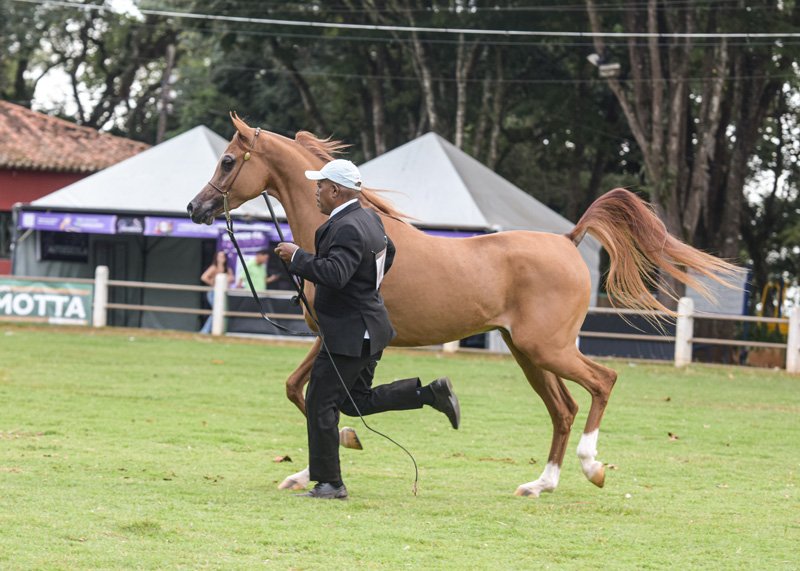 LUMIAR HAFID ANTONIA - TM ITAIPU x SHY MOON UB x *JJ SENOR MAGNUM