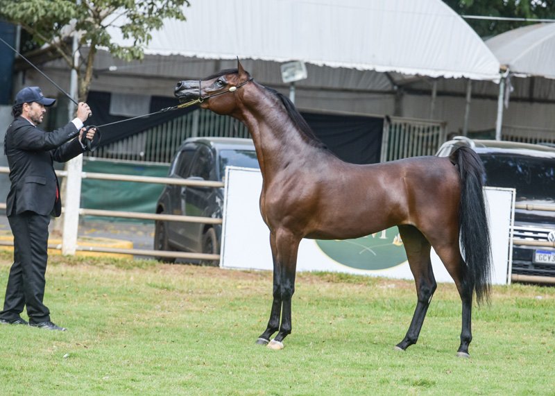 INVICTUS DI CALVIN JM - CALVIN DEL TINO JM x ALYSSA CRYSTAL RLC x VULCANO HVP