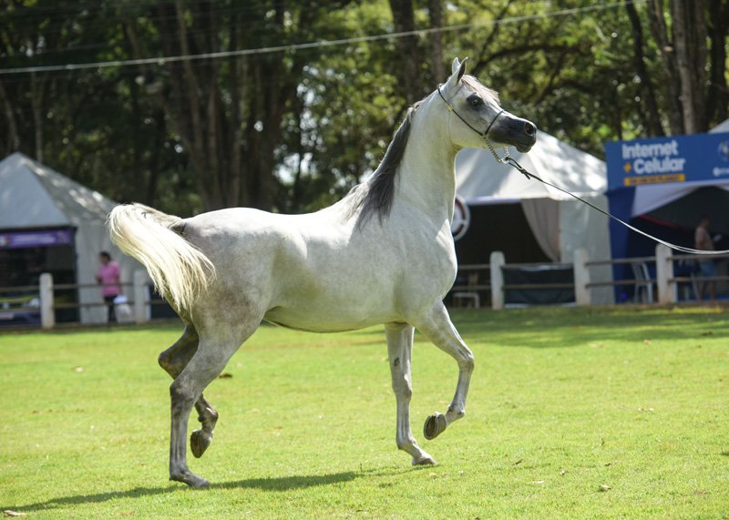 EPONA - HK GRAN BRUNELO x AF ROLIANA x KARIM EL POWER JQ