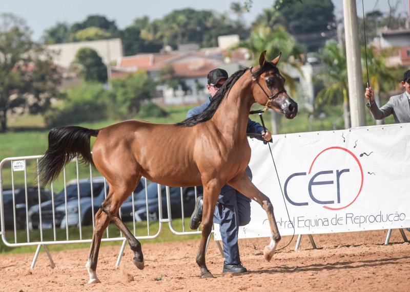 KHESSY DI CALVIN JM - CALVIN DEL TINO JM x ENAMORATTA ALI JM x HP ALI