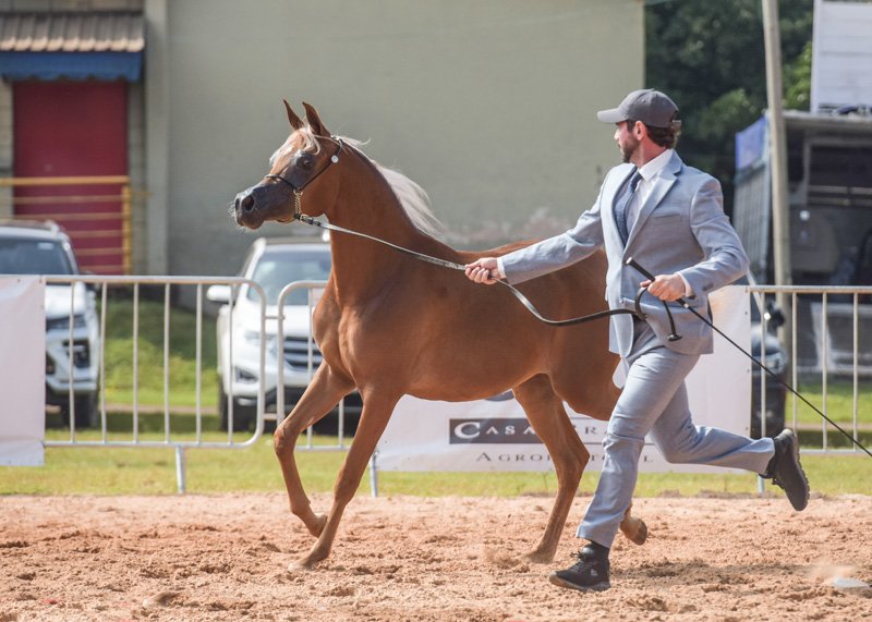 HES FRANCESCA - HK GRAN VALEHOSO x HANNA 7F x HDF LUGANO