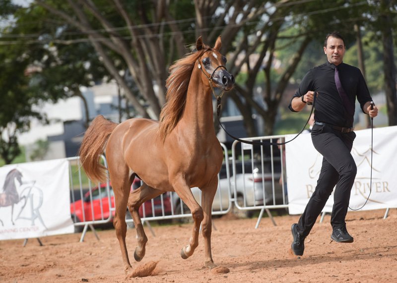 GHALIA JSZ - HARJEET MA x SIRANI UB x *SIRAJJ UB