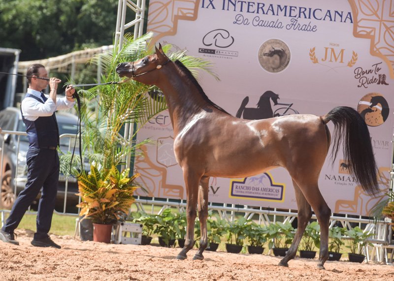 LALLAROOKH NY - QUASIM CRH x MISS EL KARIM JQ x KARIM EL POWER JQ