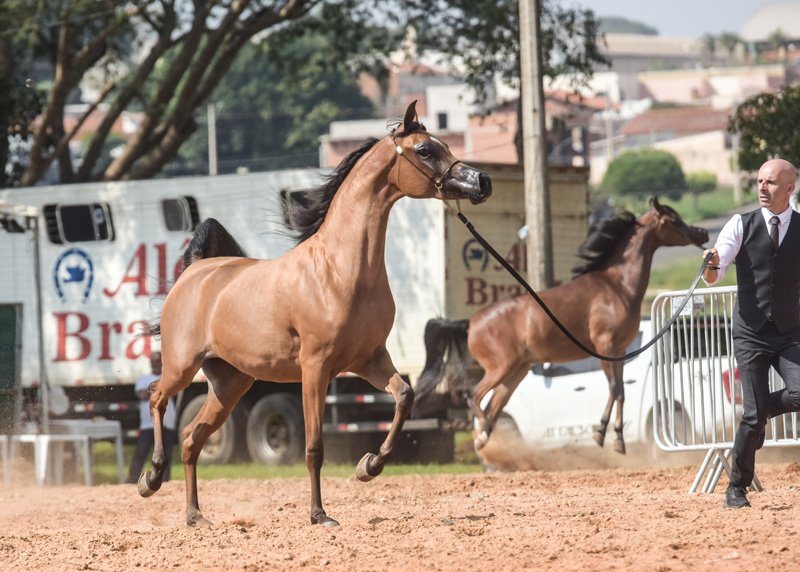 SWEET SEDUCTION - HK GRAN VALEHOSO x PURE SEDUCTION VCM x HK KEAV POWER