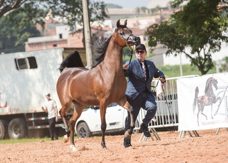 JUSTHINE FAROUK JM - EKS FAROUK x STIG JUSTHINE x WH JUSTICE