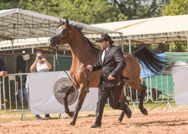 BARONEZAH SERONDELLA - VISION SERONDELLA x RHAVINA SERONDELLA x GAZAL AL SHAQAB