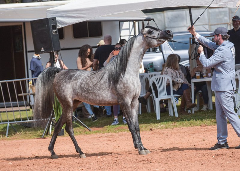 JUSTINE SHARIF JM - SHARIF AL ZOBAIR x MLP PARAMOUR
