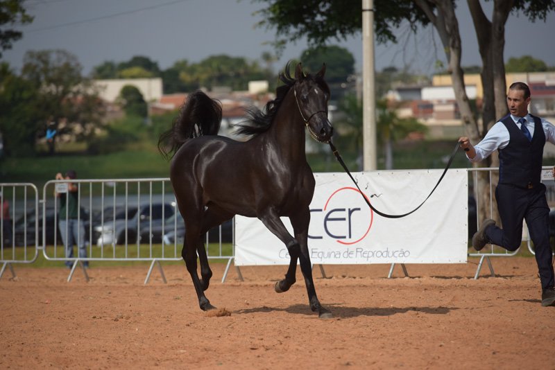 CHRISTIANO REC - VIVALDI AL SHAWAN x AMANJ REC x ARMANI HVP