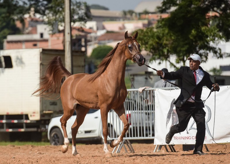 LUMIAR HAFID ANTONIA - TM ITAIPU x SHY MOON UB x *JJ SENOR MAGNUM
