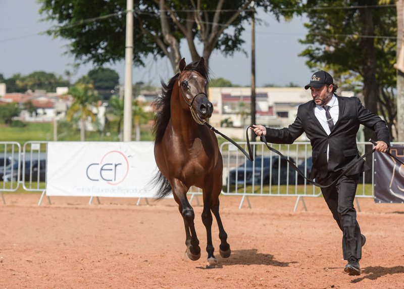 INVICTUS DI CALVIN JM - CALVIN DEL TINO JM x ALYSSA CRYSTAL RLC x VULCANO HVP
