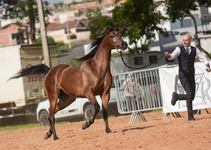 TS PRINCES EL SHAWAN - FA EL SHAWAN x TS KAMILA EL DOMINIC x DOMINIC M