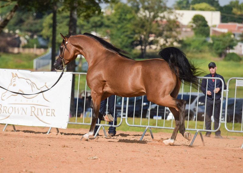 GALLAX D'AMBITION JM - BEY AMBITION x STIG JUSTHINE x WH JUSTICE