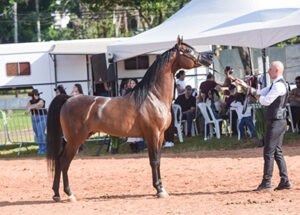 9ª INTERAMERICANA DO CAVALO ARABE 2026