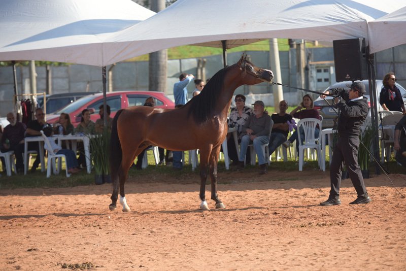 RFI MARQUIS - QUASIM CRH x *MYSTICA DESIRE x MARWAN AL SHAQAB