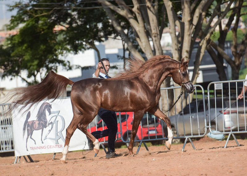 RAGNARY GV - RAGNAR RACH x AF HANOLINA x *DELMAR