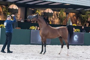 COPA BRASIL CAVALO ÁRABE 2026 – 4ª ETAPA