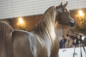 45ª EXPOSIÇÃO NACIONAL DO CAVALO ÁRABE